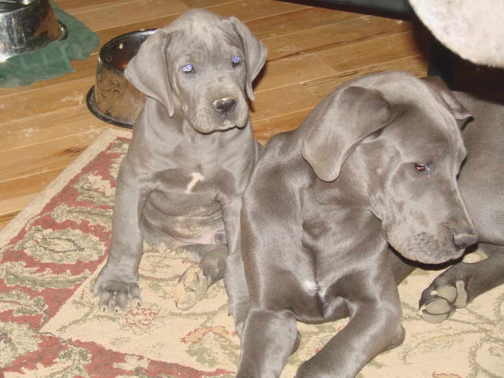 Craigslist Great Dane Puppies For Sale | PETSIDI