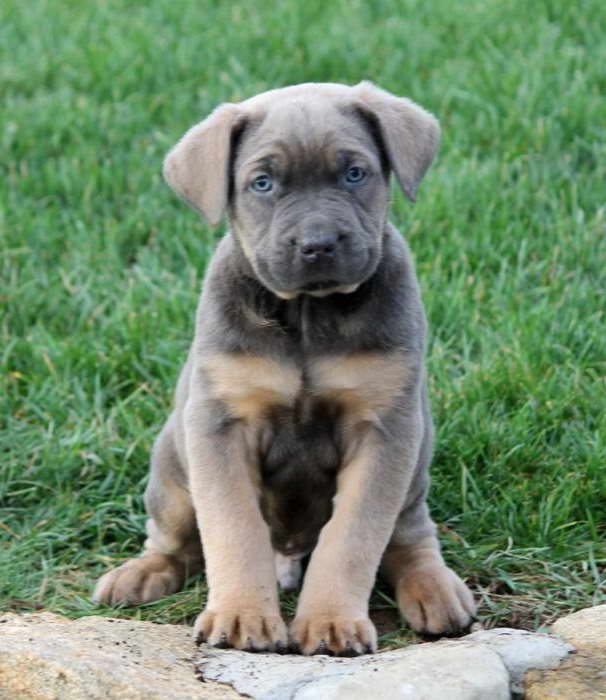 Craigslist Mastiff Puppies | PETSIDI