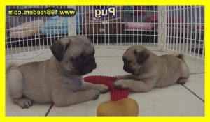 Craigslist Pug Puppies