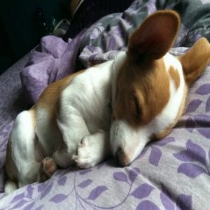 Craigslist Rat Terrier Puppies For Sale