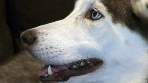 Craigslist Siberian Husky