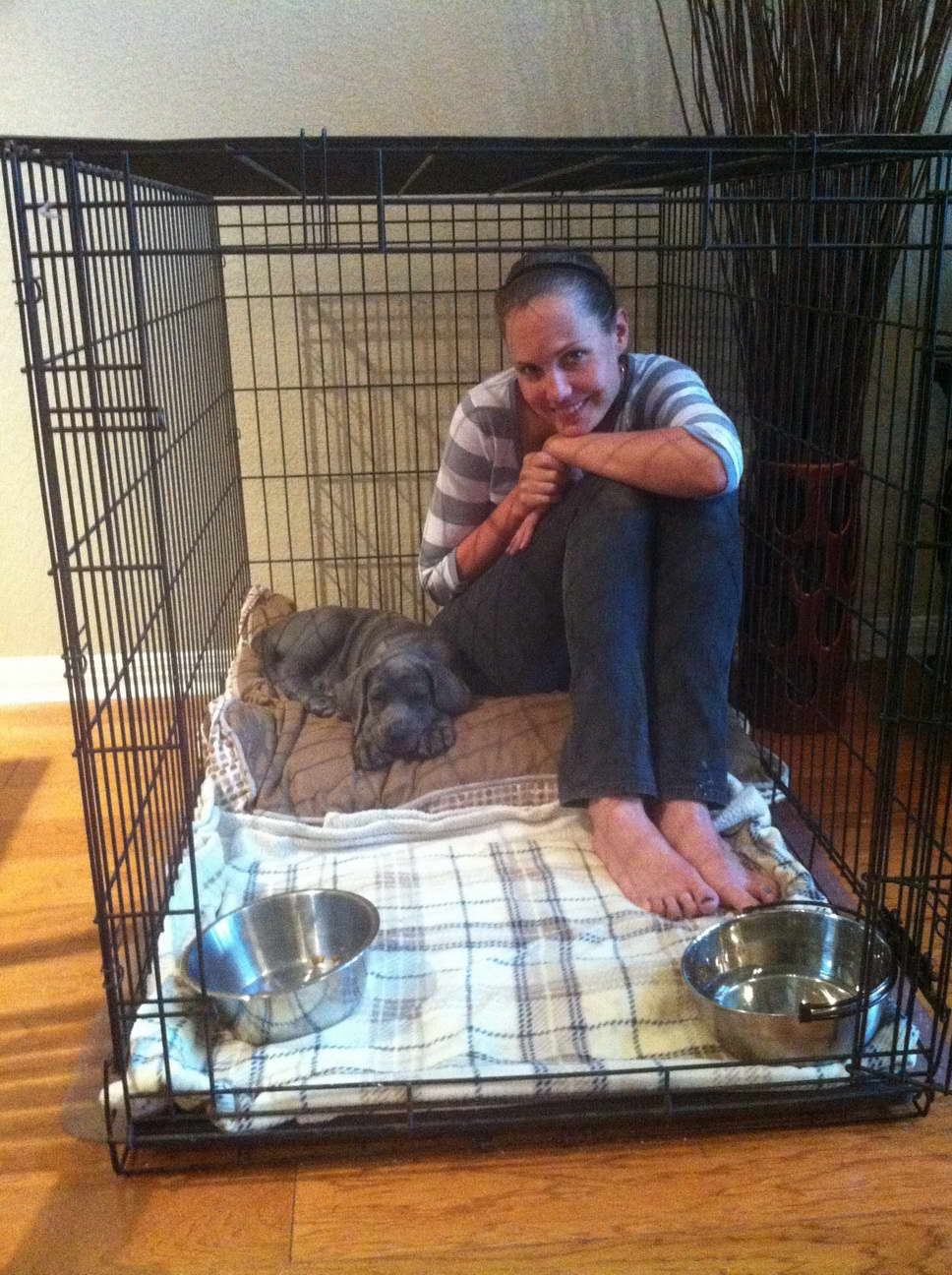 Crate Training Great Dane Puppy