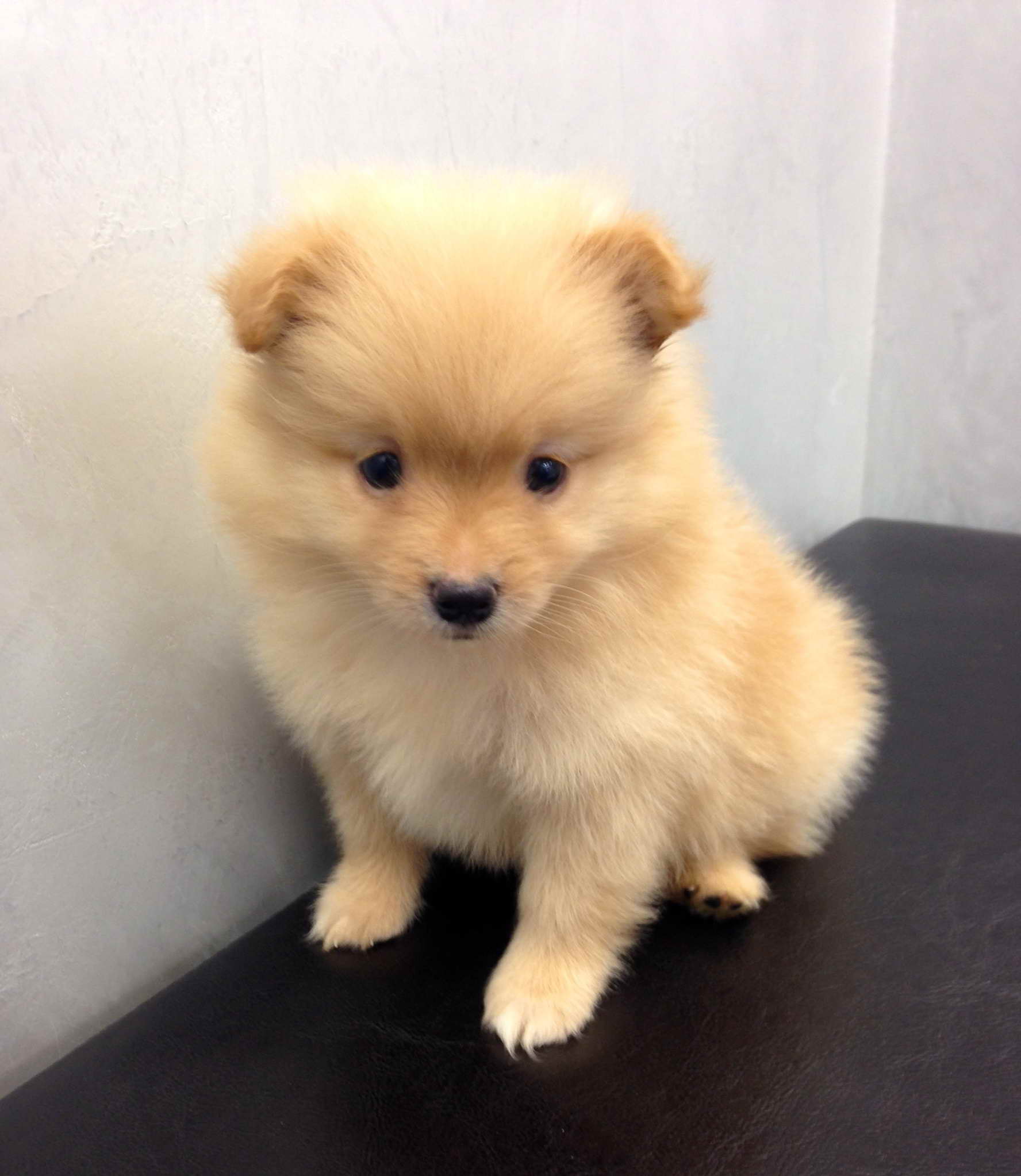 Cream Pomeranian Puppies For Sale