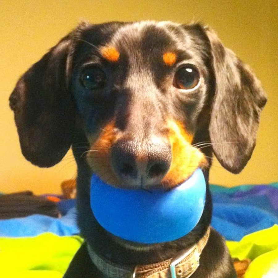 Crusoe The Celebrity Dachshund