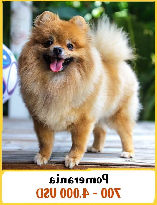 Cuanto Cuesta Un Pomeranian | PETSIDI