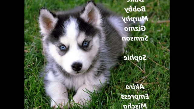 Cute Female Husky Names