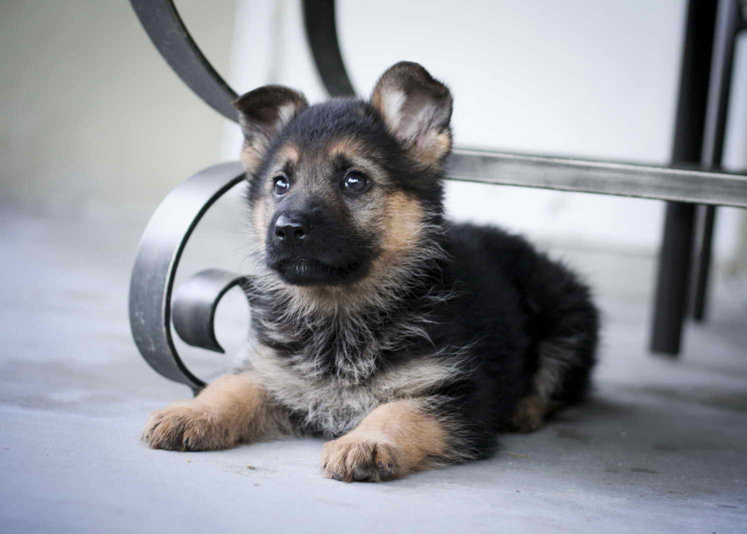 Cute German Shepherd Puppies | PETSIDI