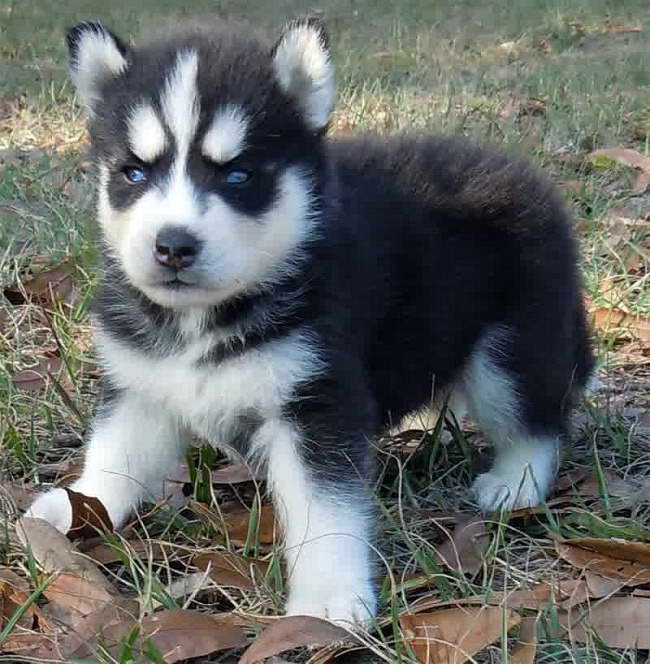 Cute Husky Puppies For Sale
