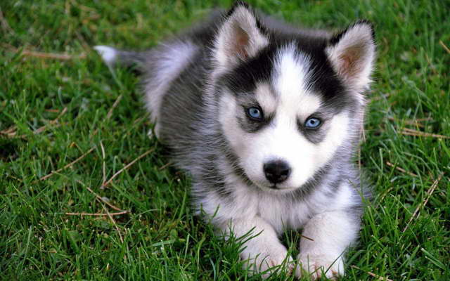 Cute Husky Puppies With Blue Eyes