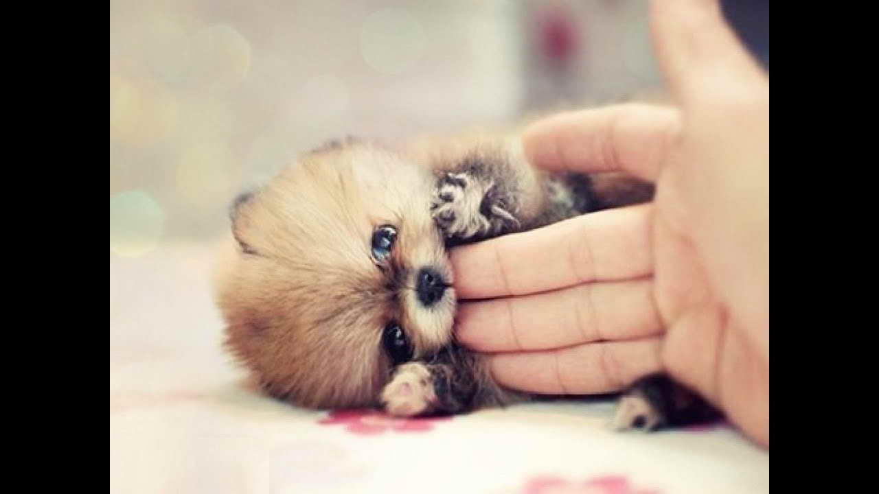 Cute Pomeranian