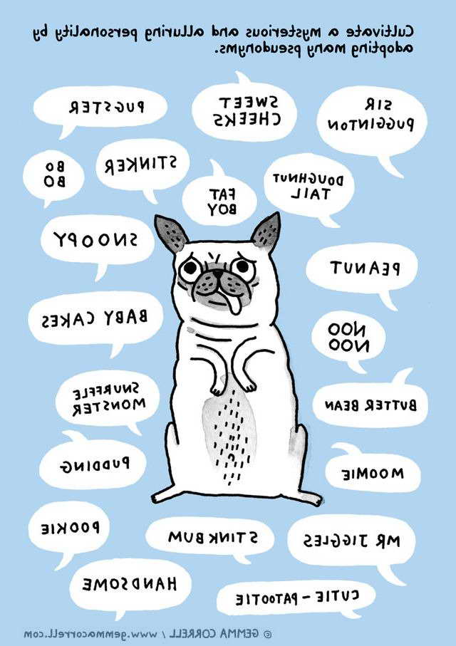 Cute Pug Names