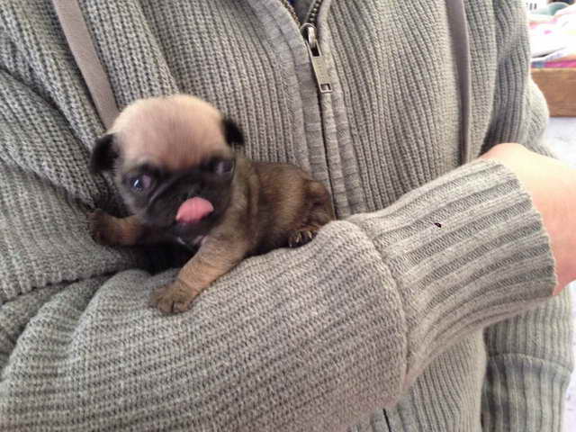 Cute Pug Puppy For Sale