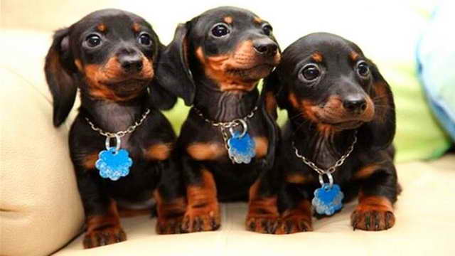 Cute Puppies Dachshund