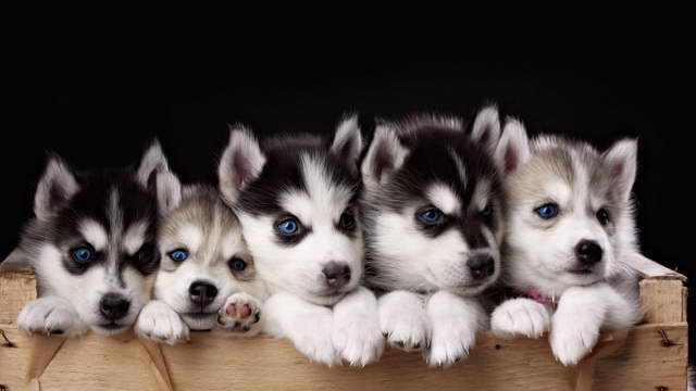 Cute Puppies Husky