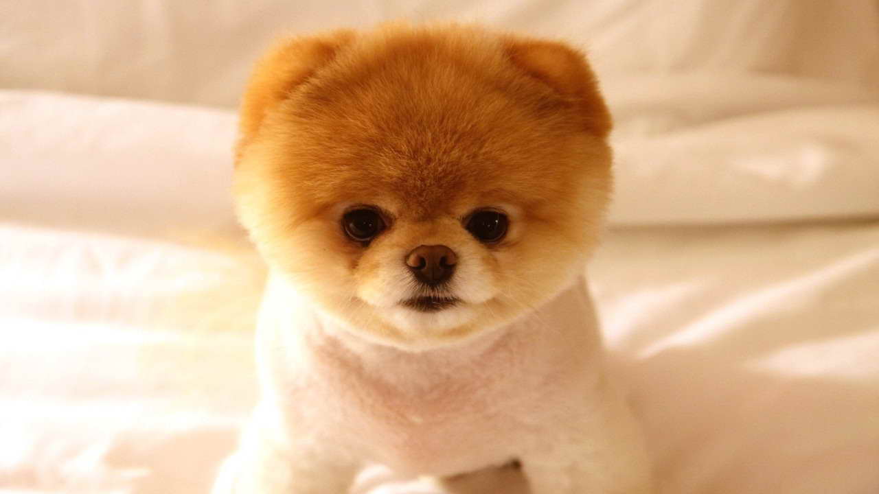 Cute Puppies Pomeranian