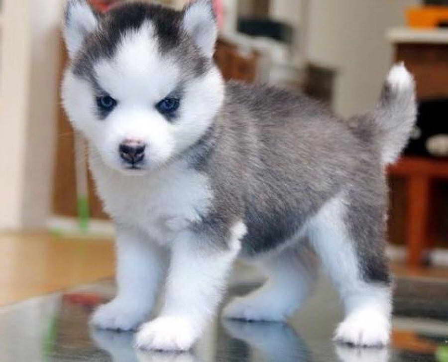 Cutest Husky Puppy In The World