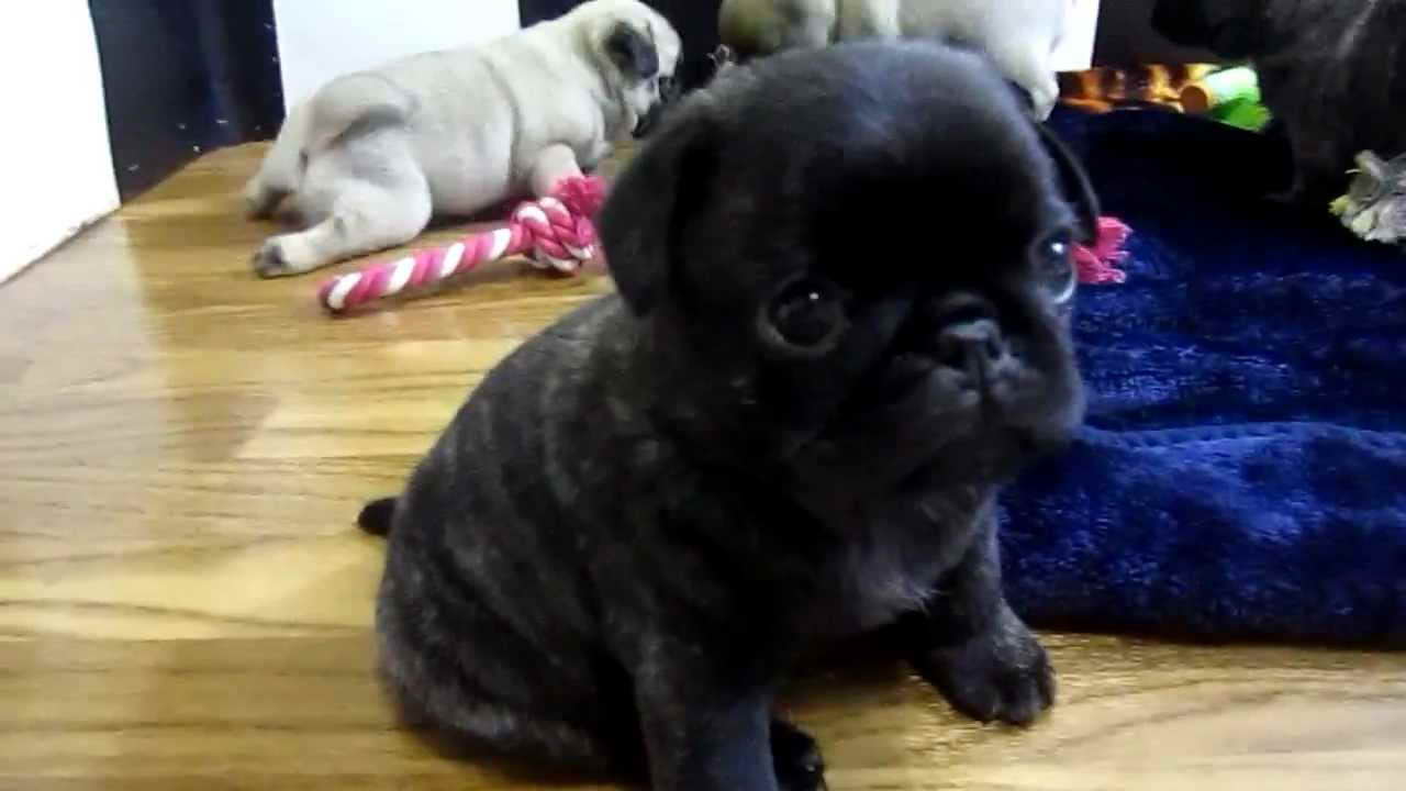 Cutest Pug In The World