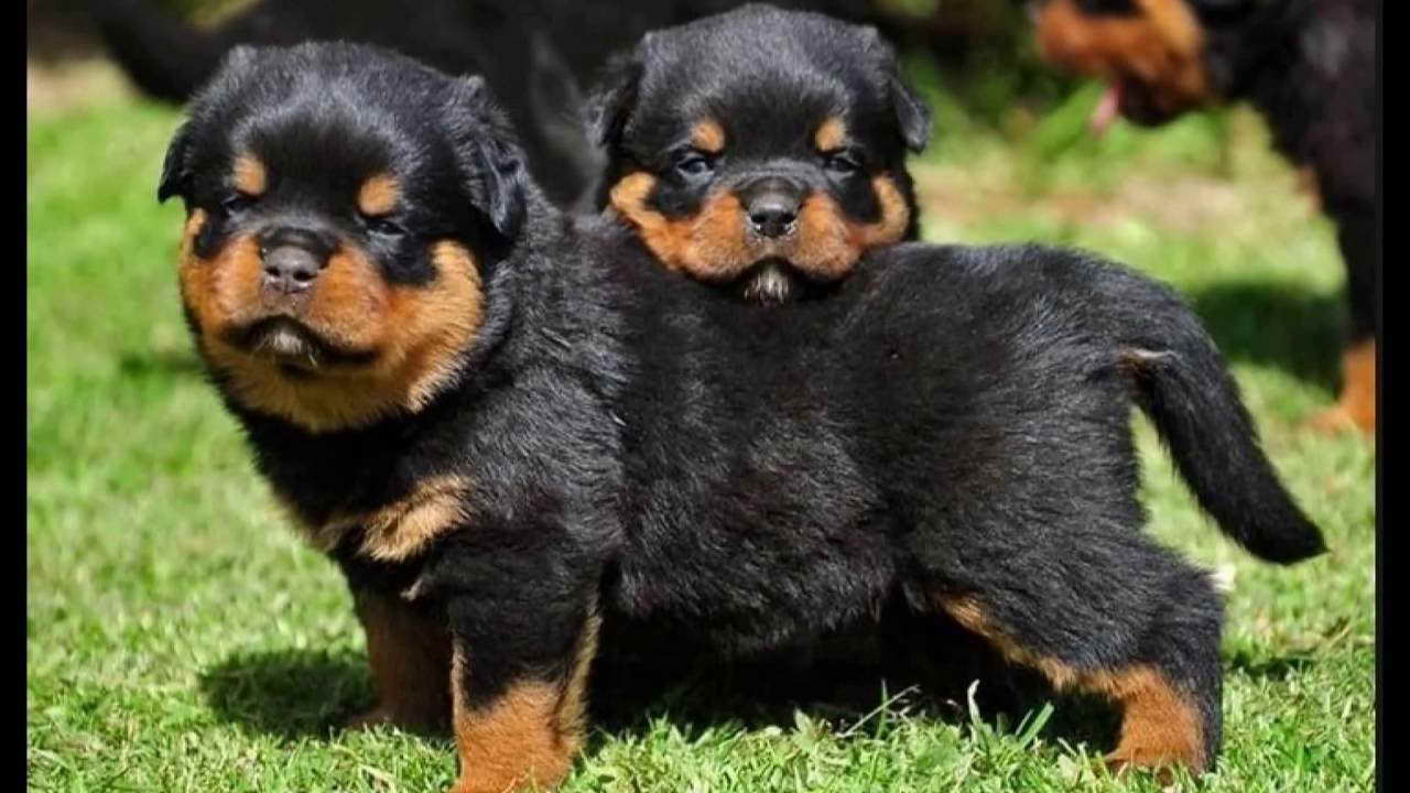Cutest Rottweiler Puppies
