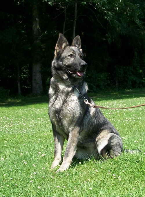 Czech Ddr German Shepherd Breeders