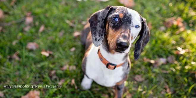 Dachshund Adoption Rescue