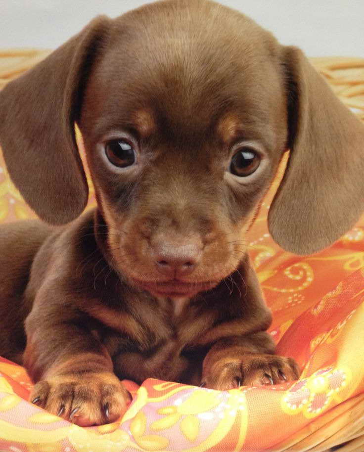 Dachshund Baby