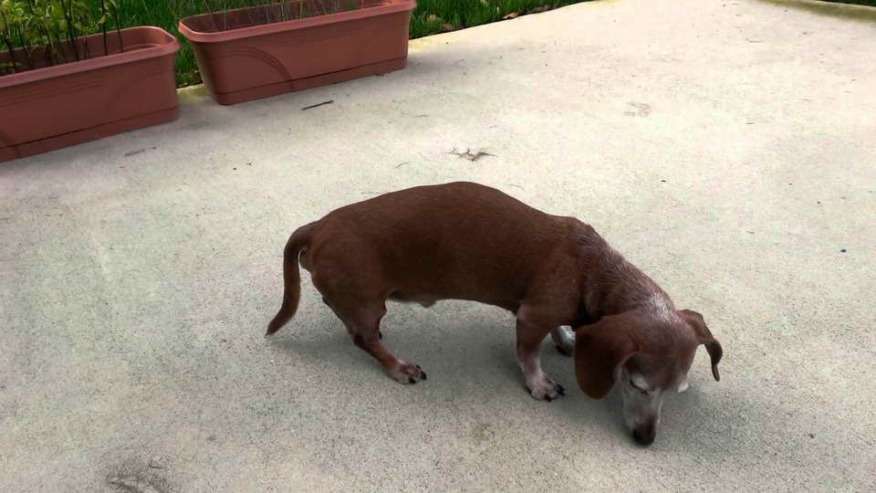 Dachshund Back Problem