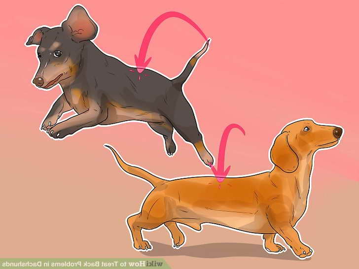 Dachshund Back Problems Treatment