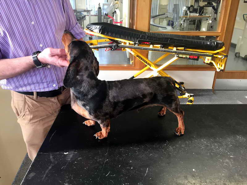 Dachshund Back Surgery Success Rate