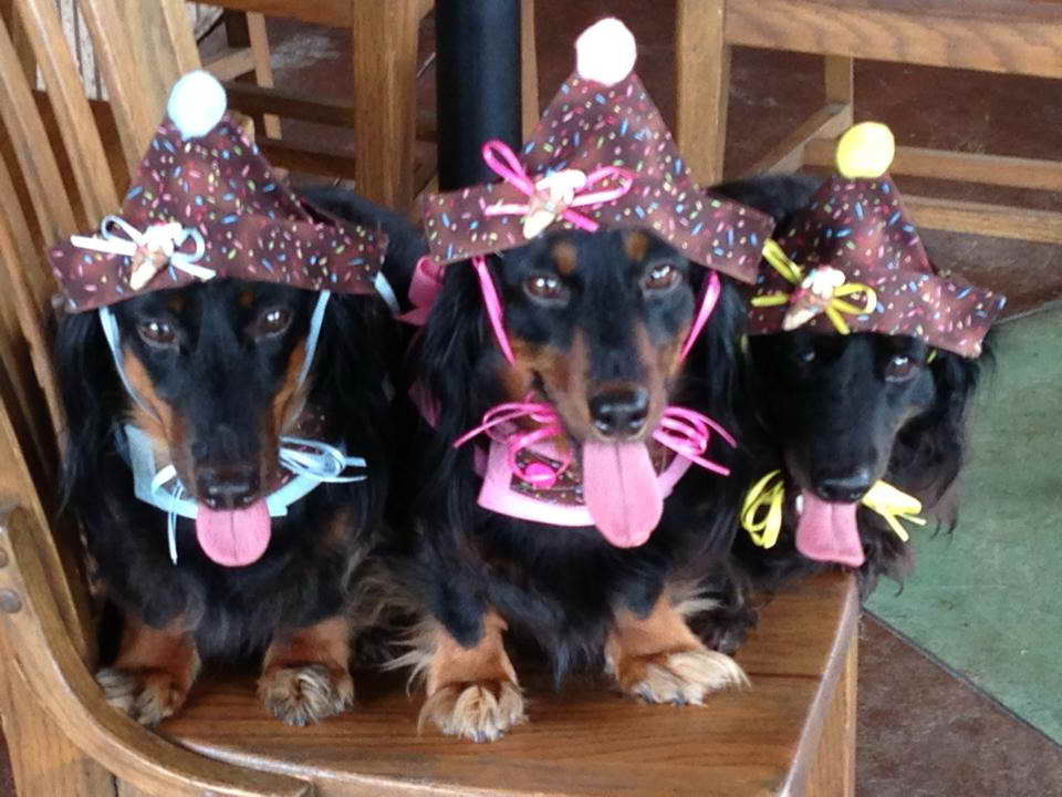 Dachshund Birthday Party