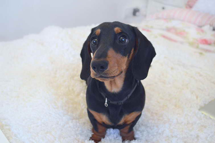 Dachshund Blogs