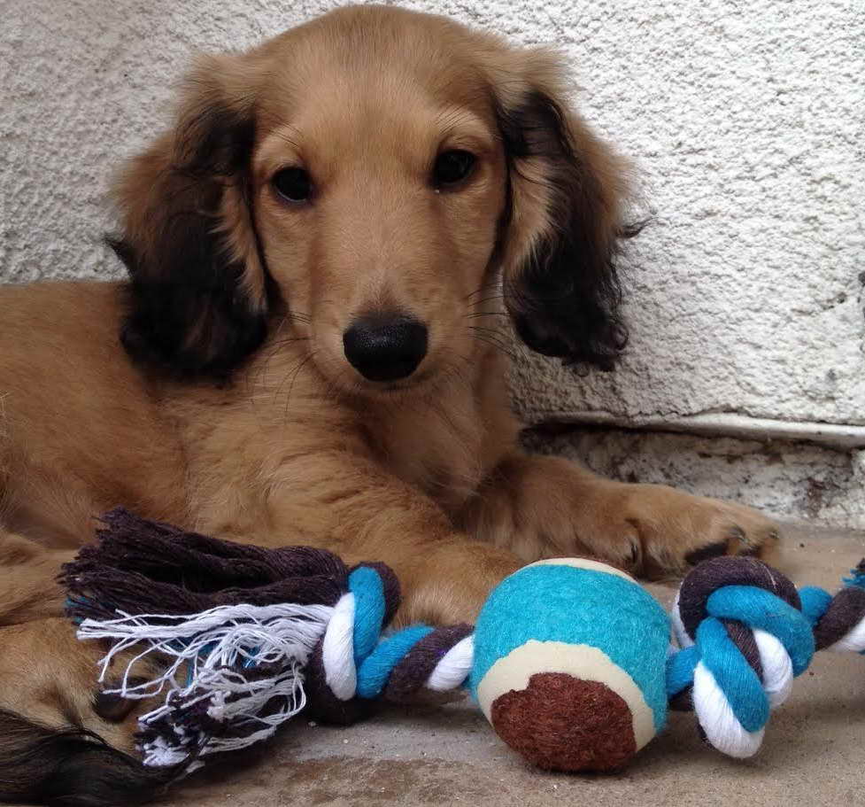 Dachshund Breeders California