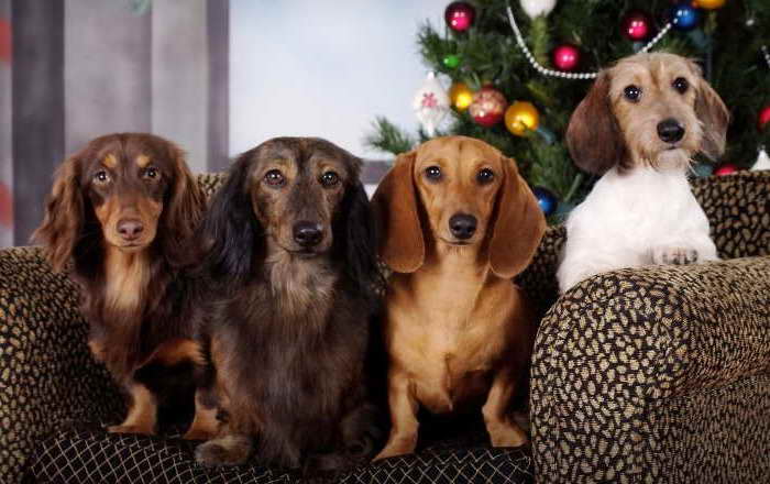 Dachshund Breeders In Missouri