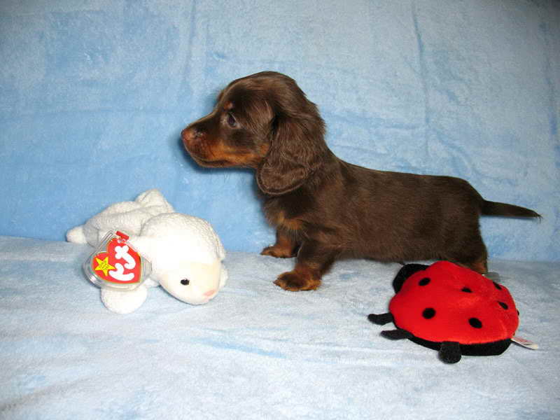 Dachshund Breeders In Nj