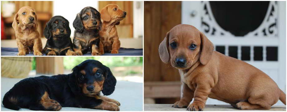 Dachshund Breeders In Sc