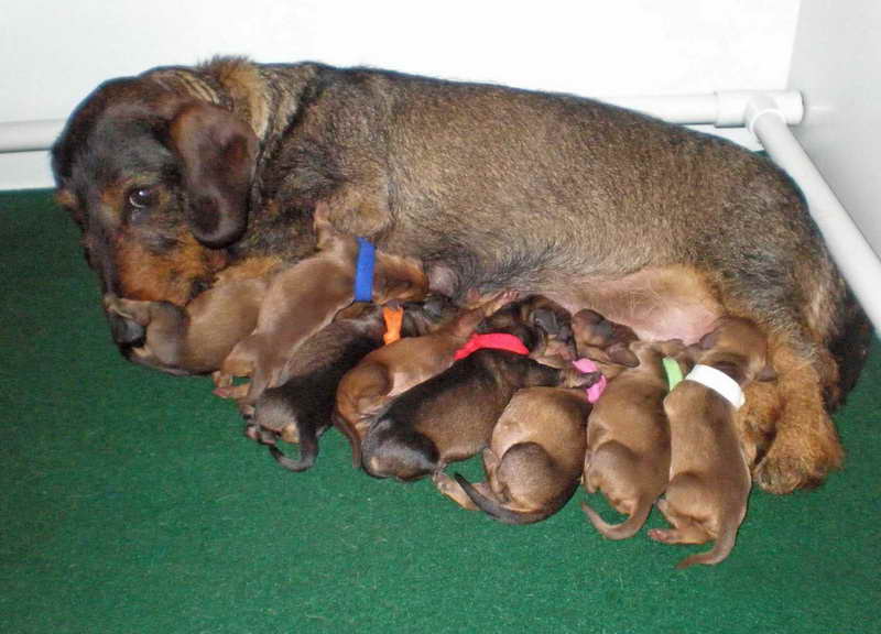 Dachshund Breeders Iowa