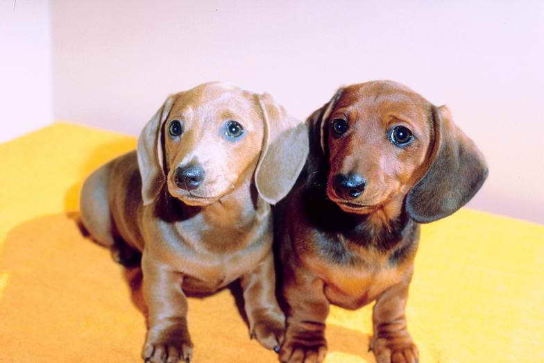 Dachshund Breeders North Carolina