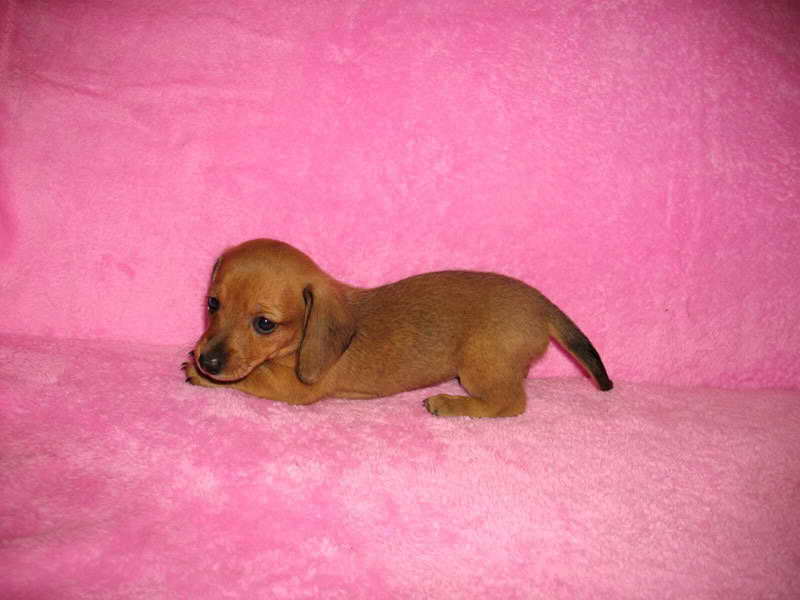 Dachshund Breeders Virginia