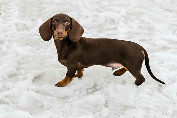 Dachshund Breeds