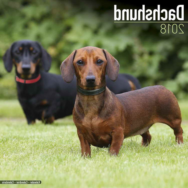 Dachshund Calendar