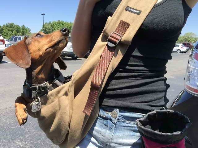 dachshund sling carrier
