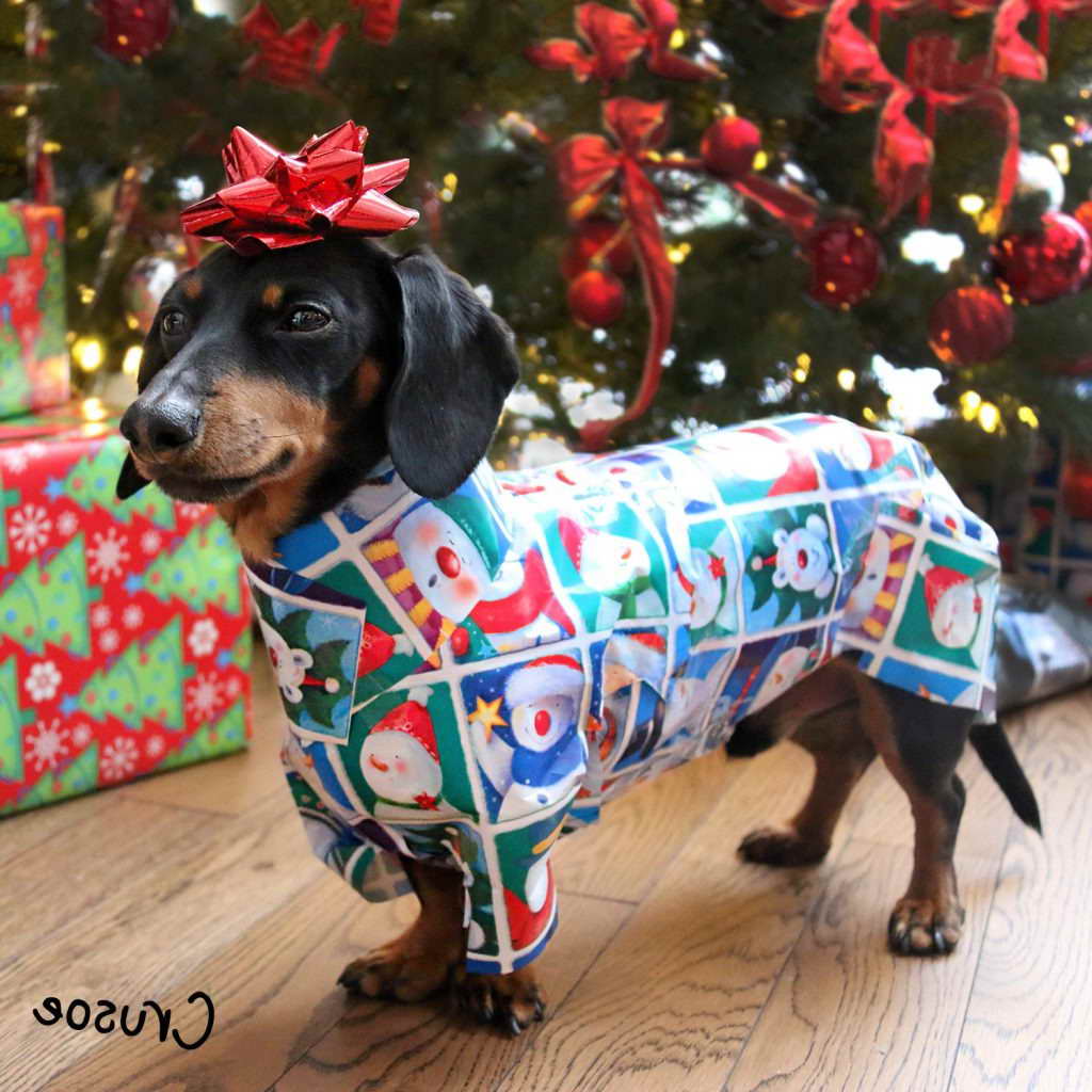 dachshund christmas cushion