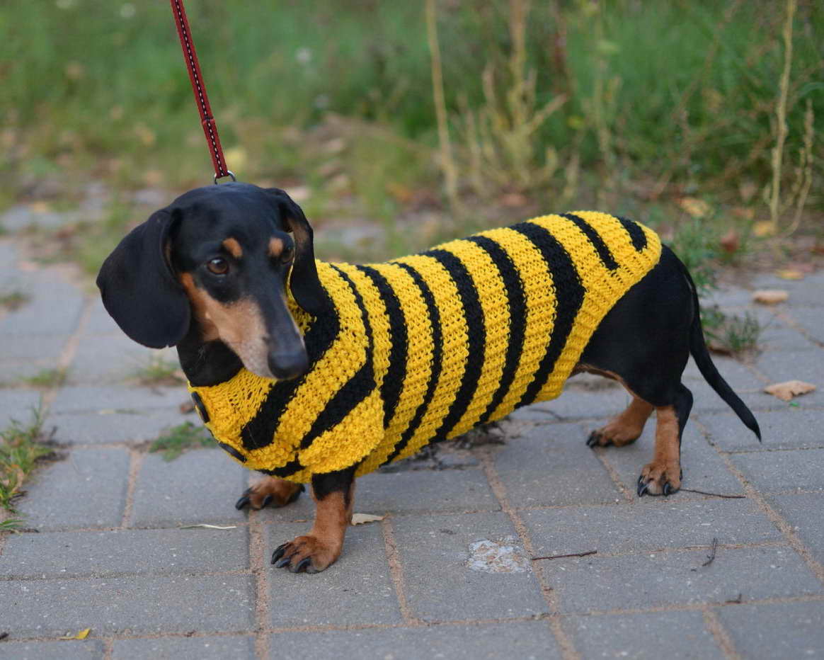 Dachshund Clothes For Dogs