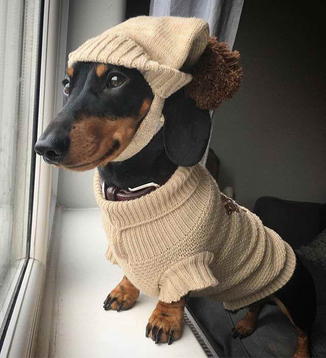 Dachshund Clothes For Sale
