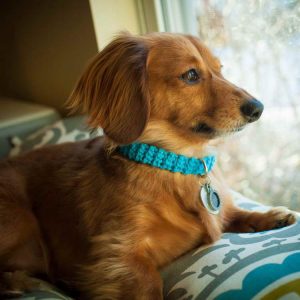 Dachshund Collars