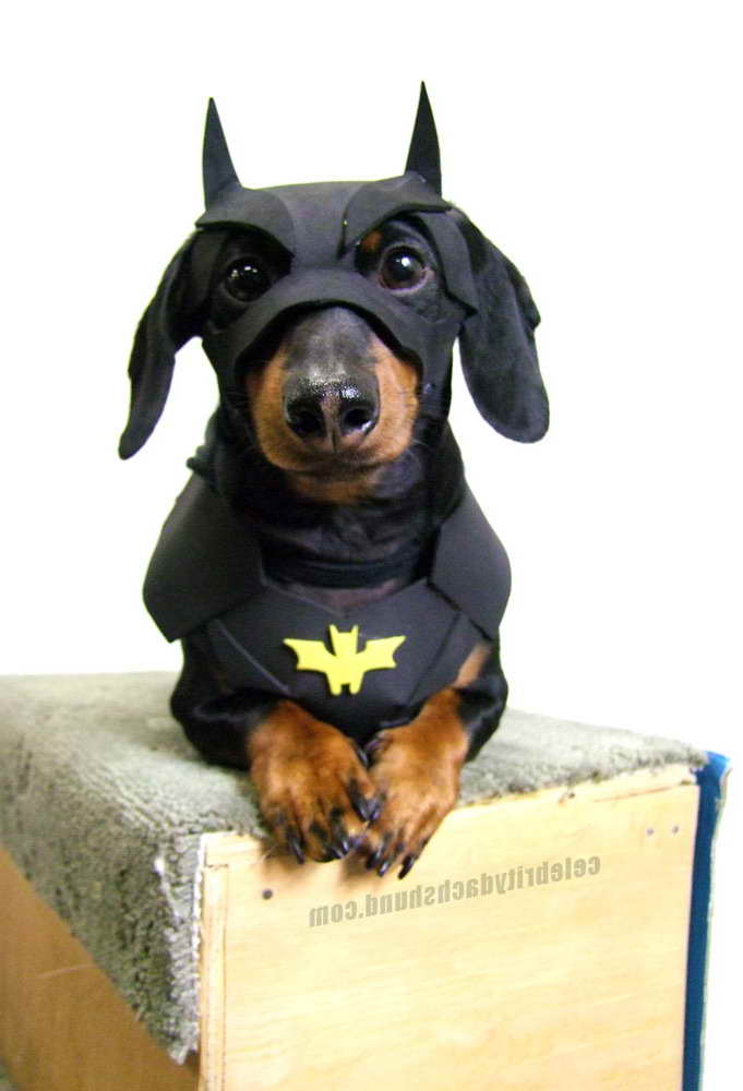 Dachshund Costume Ideas