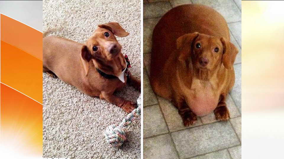 Dachshund Diet