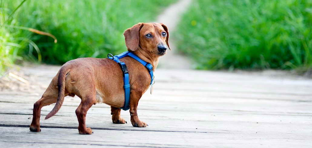 Dachshund Dog Harness