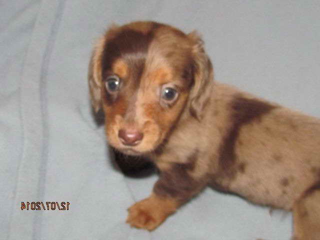 Dachshund Dogs For Sale In Michigan