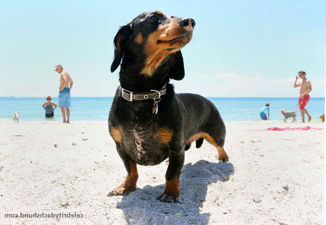 Dachshund Florida