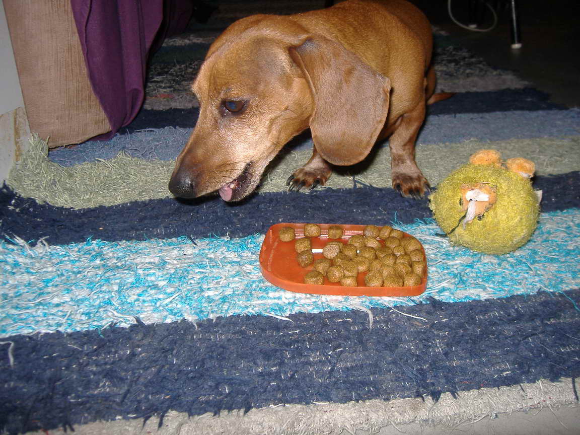 Dachshund Food Recipes